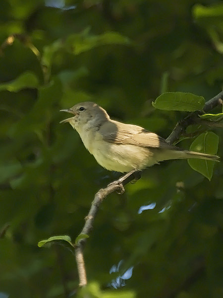 Lehtokerttu, Garden Warbler, Sylvia borin